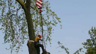 bomen rooien hovenier Houtdorp Huinerwal Huissen Hulshorst Hummelo Hunebroek Huppel Hupsel Hurwennen Ijzerdoorn Ijzerlo Ijzervoorde Indoornik Ingen Jonas Joppe Kallenbroek Keijenborg Kekerdom Kerdorp Kerkdriel Kerkwijk 